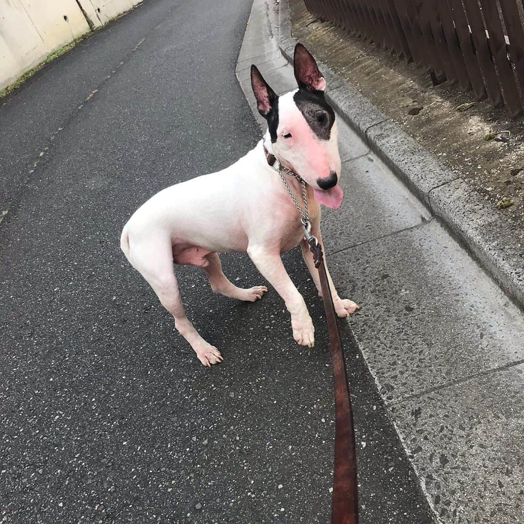 のインスタグラム：「#minituru#bull#terrier#minibullterrier#miniturubullterrier#dog#dogstagram#cute#qtaro#love#family#ミニチュア#ブルテリア#ミニチュアブルテリア#Q太郎」