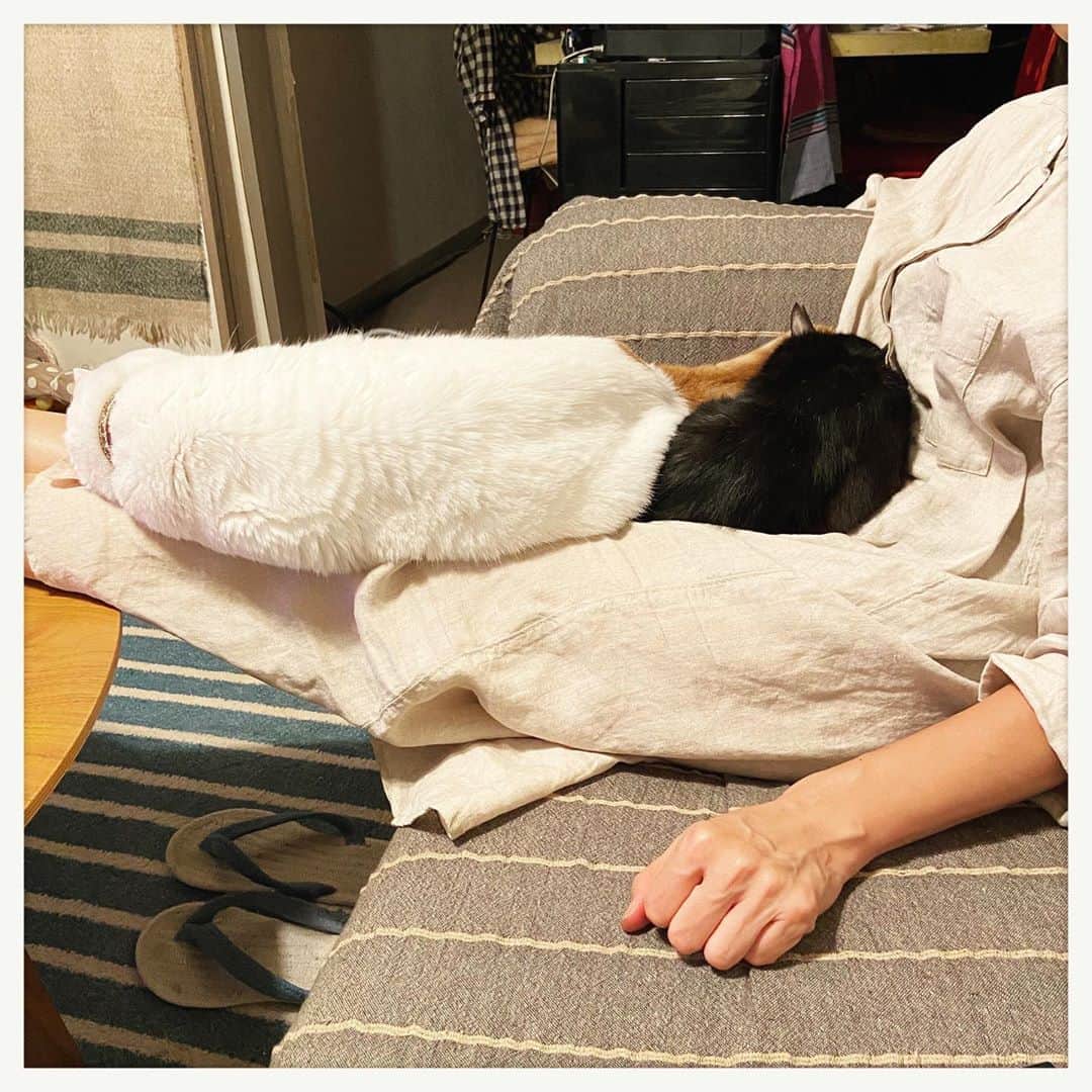kumikoのインスタグラム：「白いのと黒いの。」