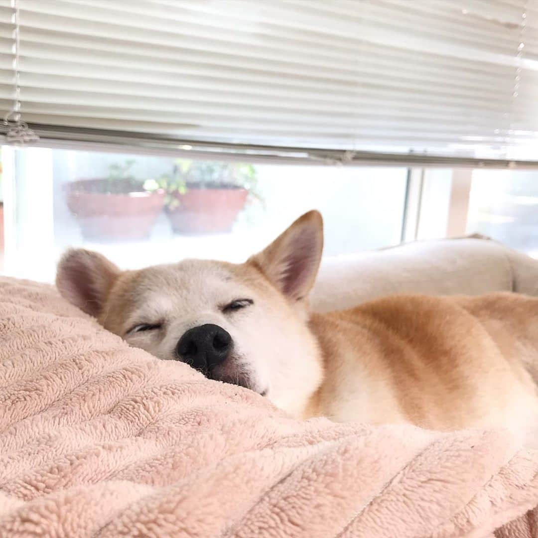 柴犬リリコのインスタグラム：「きゃわわ😫💕💕  #うちの子が可愛いすぎる」