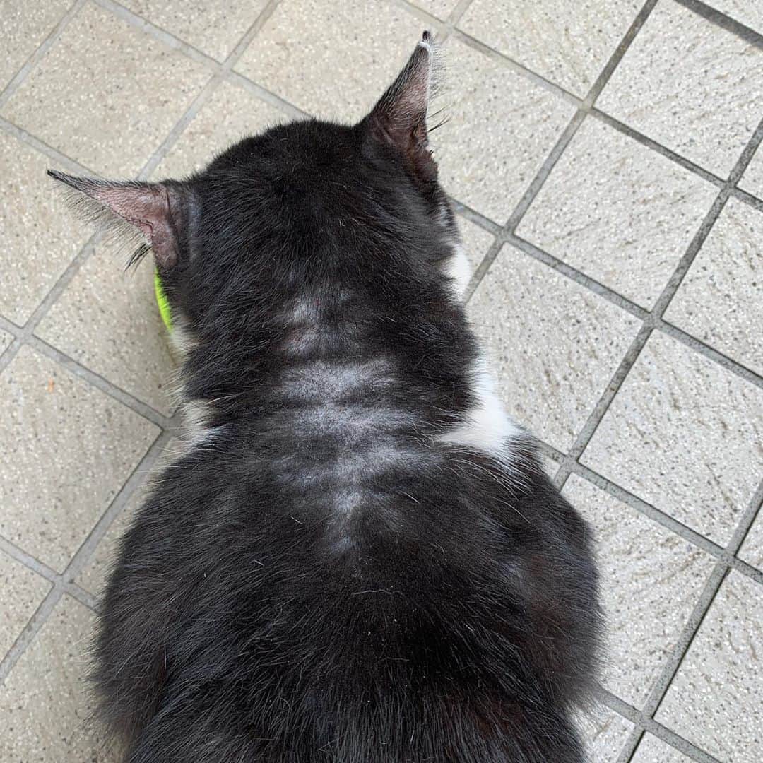 Kachimo Yoshimatsuさんのインスタグラム写真 - (Kachimo YoshimatsuInstagram)「おはようイカスミ Good Morning Ikasumi 冷蔵庫に入っていた昨夜のご飯をあげたら不満顔。仕方ないので新しいパウチを1袋。  首周りがちょっと気になるなあ。 改善策は？  #うちの猫ら #イカスミ #sotononekora #猫 #ねこ #cat #ネコ #catstagram #ネコ部 http://kachimo.exblog.jp」9月17日 10時14分 - kachimo