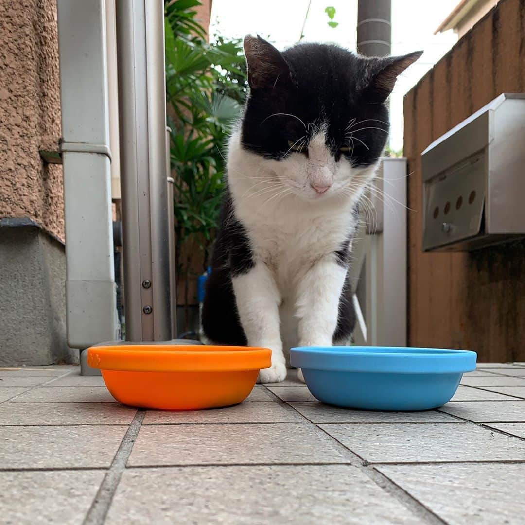 Kachimo Yoshimatsuさんのインスタグラム写真 - (Kachimo YoshimatsuInstagram)「おはようイカスミ Good Morning Ikasumi 冷蔵庫に入っていた昨夜のご飯をあげたら不満顔。仕方ないので新しいパウチを1袋。  首周りがちょっと気になるなあ。 改善策は？  #うちの猫ら #イカスミ #sotononekora #猫 #ねこ #cat #ネコ #catstagram #ネコ部 http://kachimo.exblog.jp」9月17日 10時14分 - kachimo