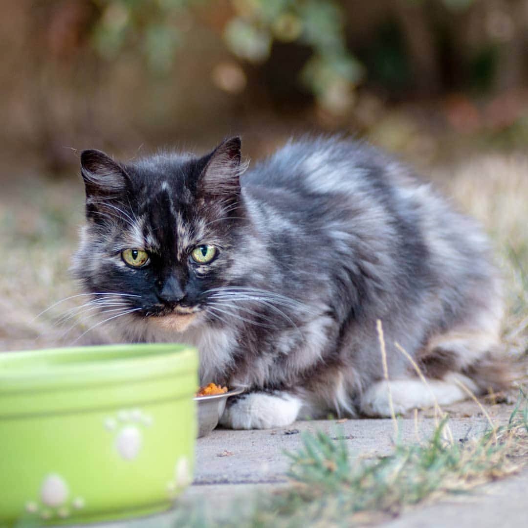 Garyさんのインスタグラム写真 - (GaryInstagram)「This is Tortie (I know). She waits on the side of the house and when we bring out her food she hisses at us. Multiple times. I believe she has a home at the house on the corner, but not a very good one, since we feed her every day.」9月17日 10時49分 - omgdeedee