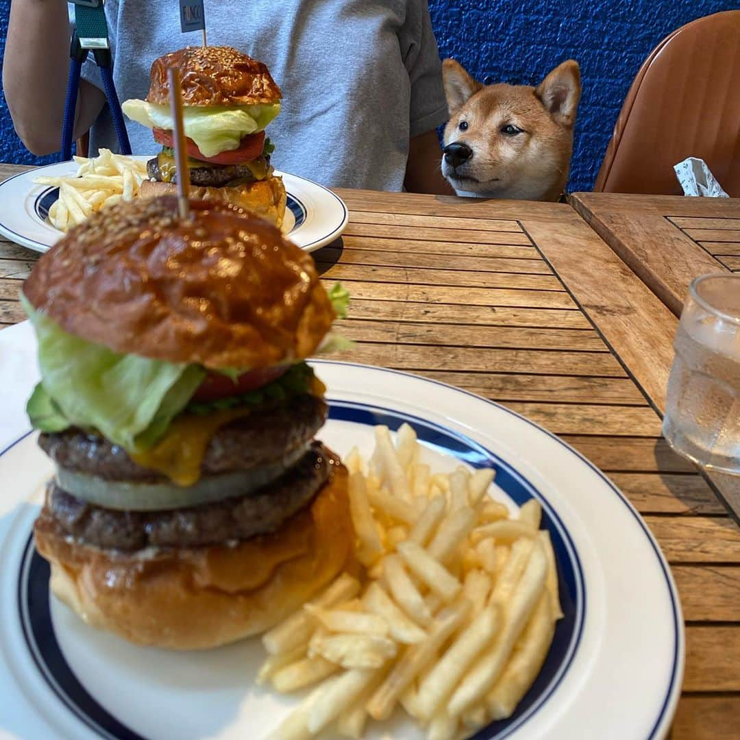 光岡映二さんのインスタグラム写真 - (光岡映二Instagram)「モーニングハンバーガー…。 #でぶ活　#しばいぬ  #shiba #柴犬」9月17日 10時57分 - eijimitsuoka