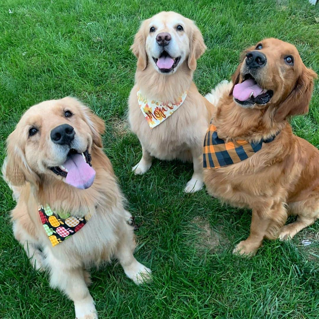 モヒートさんのインスタグラム写真 - (モヒートInstagram)「Killian’s instagram posing is starting to improve 😂  #siblings #siblinggoals #rescuedogsofinstagram #rescuedog #goldenretriever #goldenretriever #fluffydogs #smile #happy #adorable #petsofinstagram」9月17日 11時54分 - mojito_rose_family