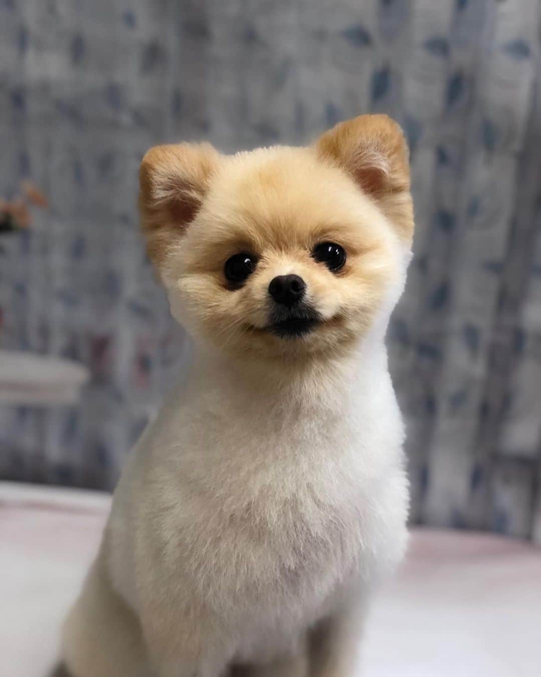 桜もこさんのインスタグラム写真 - (桜もこInstagram)「ぴぴたん💖  #犬　#dog #ポメラニアン #点3つ #可愛い　#cute #大好き　#love #愛犬　#柴犬カット #japan #lnstagram」9月17日 12時04分 - mokochan319