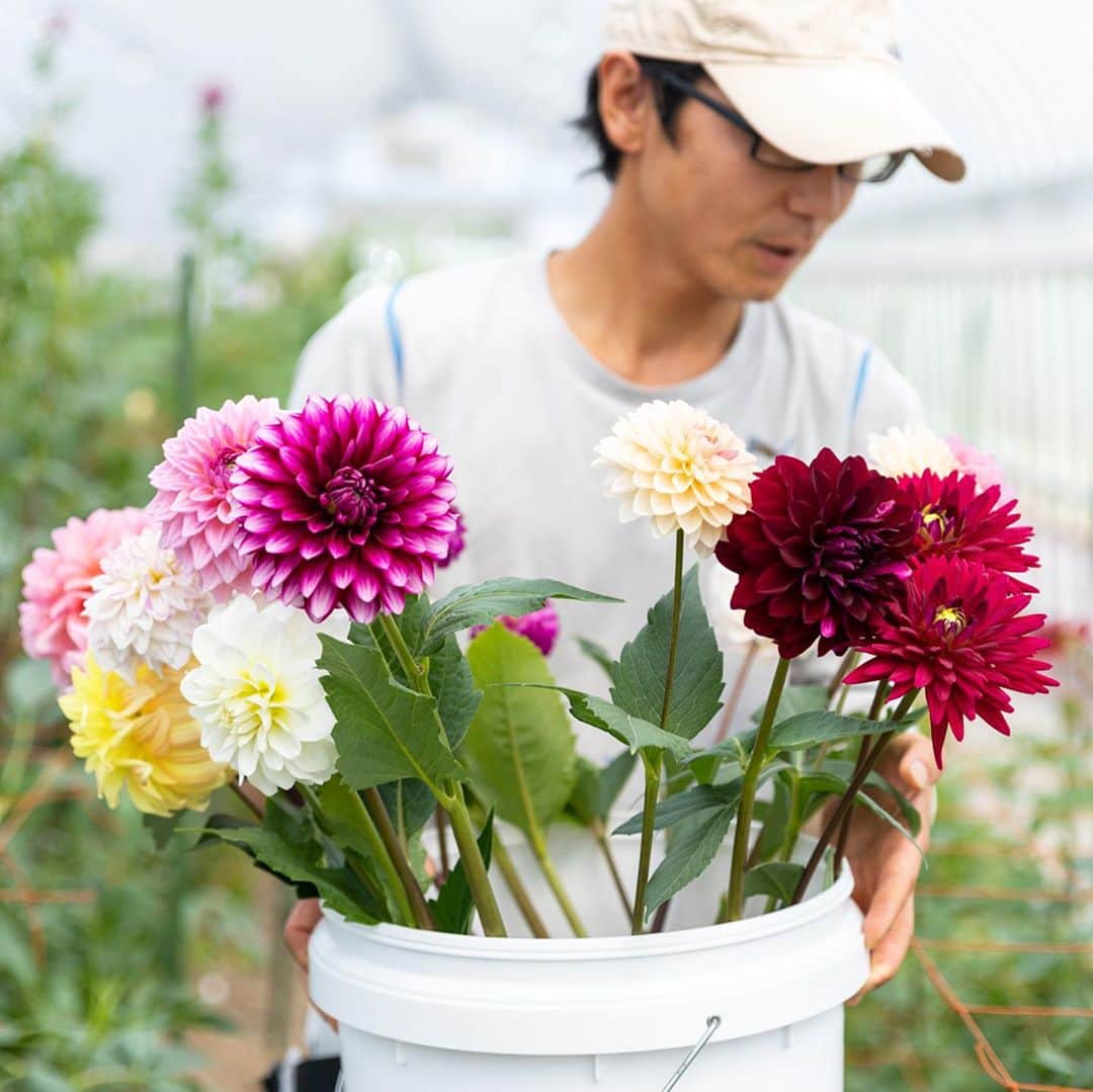 青山フラワーマーケットさんのインスタグラム写真 - (青山フラワーマーケットInstagram)「秋田のダリア土曜入荷がはじまります  肌に当たる風もひんやりとして 秋めいてくるとこの花が恋しくなります。 そう、ダリアです✨  9月・10月の土曜日、 ダリアの栽培面積が全国1位　 #秋田県 のダリアが 関東店舗にやってきます。  秋田県はオリジナル品種の“NAMAHAGE（なまはげ）”や“大曲の花火”を筆頭に、毎年新品種を生み出す 躍進中のダリア生産地。  旬を迎えたダリアは優雅で気品高く、 また大輪の花姿は存在感抜群！  様々なダリアに出合える、この機会をぜひお見逃しなく。 入荷店舗はプロフィールの ストーリーからチェック🔗🔗  #aoyamaflowermarket #青山フラワーマーケット #ダリア #花のある暮らし」9月17日 12時01分 - aoyamaflowermarket