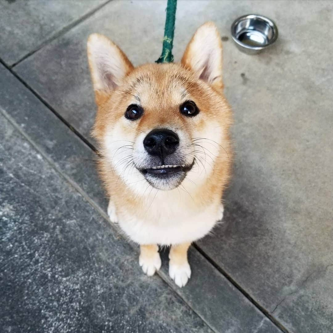 柴犬たま Shibainu Tamaさんのインスタグラム写真 - (柴犬たま Shibainu TamaInstagram)「キラキラまん丸おめめ👀✨﻿ ﻿﻿﻿ Caption trans🇬🇧﻿﻿﻿﻿﻿﻿﻿﻿﻿﻿ His eyes are glowing👀✨﻿ ﻿﻿ #たま家族 #柴犬トロ #笑顔 #キラキラおめめ #舌ぺろ #カモメ眉毛 #カモメ眉﻿ #柴犬 #shiba #shibainu #shibastagram #犬 #dog #柴犬子犬 #子犬 #shibapuppy #shibainupuppy #puppy」9月17日 12時14分 - tama7653