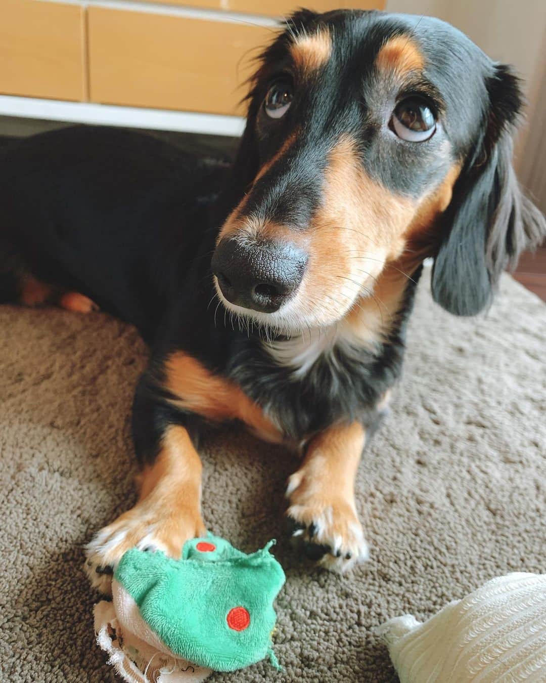 高原愛のインスタグラム：「上目遣いが上手なうなぎ犬🐕🐶いつも癒されるなぁ🥰💓💓💓  #dog#dogstagram_japan#dogstagram#dachshund#miniaturedachshund  #sausagedog#ダックス#いぬすたぐらむ#🐕」