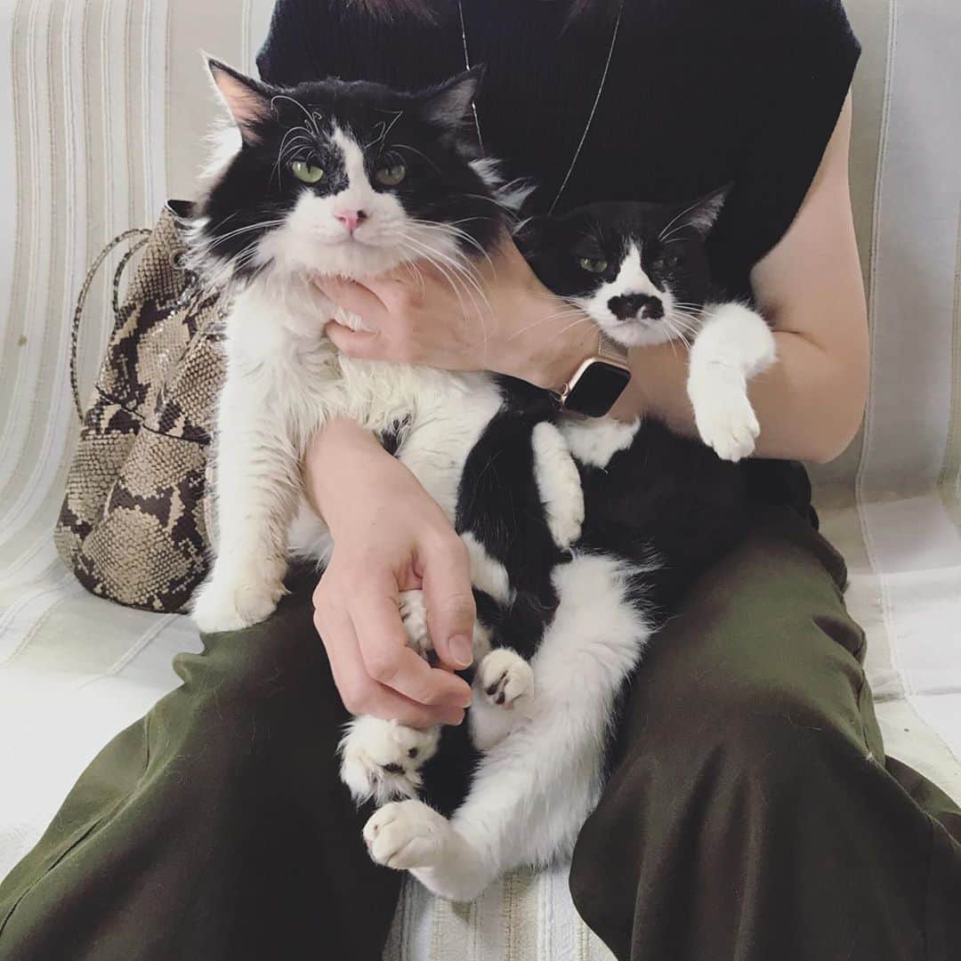 もじゃころのインスタグラム：「今日の #バングシー 🐶🐱改め、スダ串です。 どうぞお納めください。  #チョッチュ具志コロペッペ  #坂東玉隠しシャシャ丸  #あいちゃんの膝の上  #毎日が悪夢の水曜日」