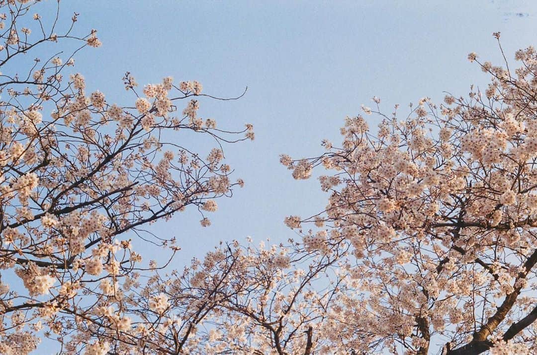 天音里菜さんのインスタグラム写真 - (天音里菜Instagram)「❀ 今年さ、例年より春を満喫してないからさ、桜がすごく恋しく感じる 来年はたくさん見れたらいいな。  フォロワーさん、9000人！！ 嬉しい！ ありがとうございます！ １万いったらインスタライブしよかな☺︎  #PHOS_JAPAN #japan_daytime_viewd #ダレカニミセタイケシキ #love_bestjapan #lovers_nippon #sakura #桜 #さくら」9月17日 12時52分 - rin_a_mn