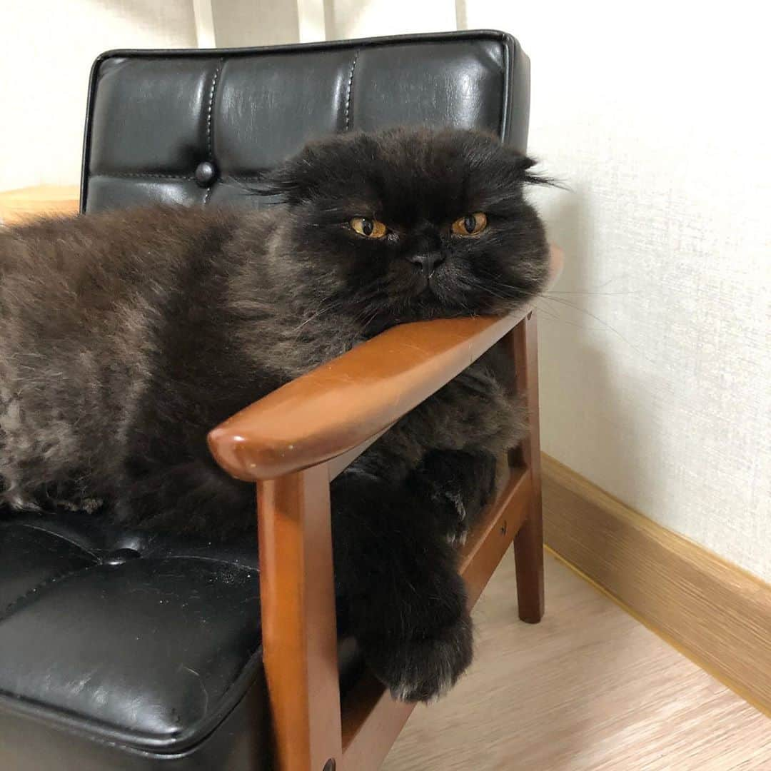 ギモさんのインスタグラム写真 - (ギモInstagram)「팔걸이에 턱괴면 얼마나 편하게요?ㅎㅎㅎ #cat #토토상회 #가리모쿠 #냥체공학적 #즘장님만안쓰심🥺」9月17日 13時15分 - 1room1cat