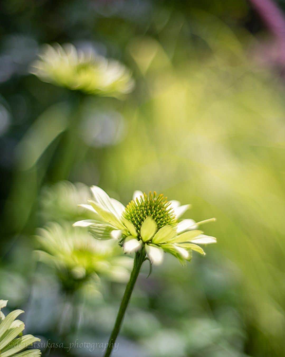花の写真館のインスタグラム：「Photo by Den Tsukasa.⠀ .⠀ Original Post[投稿いただいたURL]⠀ https://www.facebook.com/photo.php?fbid=1126689041123169⠀ .⠀ 本アカウントは、 #私の花の写真 をつけてInstagramに投稿された皆さまの花の写真や、「花の写真館」Facebookページで投稿された花の写真を紹介します。⠀ 「花の写真館」Facebookページは、「 @floral.photograph 」のプロフィールにあるURLからご覧ください。⠀ .⠀ ※各自、政府、自治体など公的機関の指示に従った行動をお願いします。⠀⠀ 東京カメラ部および分室では、写真を「見る楽しみ」を提供することを通して、微力ながら皆様にわずかな時間でも癒しをお届けしたいと思っております。⠀ ※本アカウントは東京カメラ部がFacebook、Instagramのサービスを利用して運営しているもので、Facebook社・Instagramとは一切関係ありません。⠀ .⠀ #花の写真館 #floralphotograph #floralphoto #flower #flowers⠀ Follow: @floral.photograph」