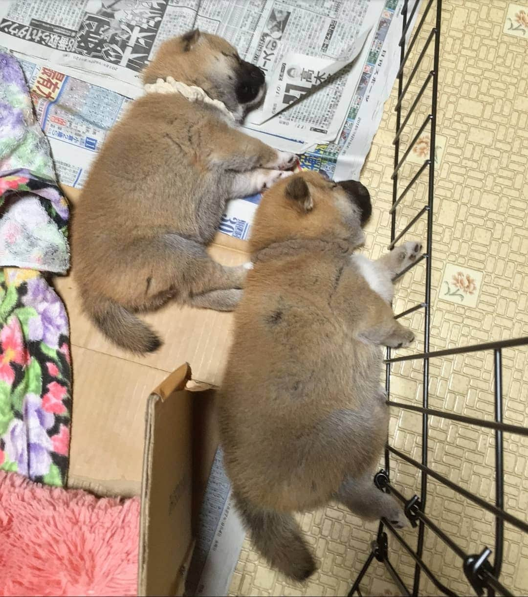 柴犬たま Shibainu Tamaのインスタグラム