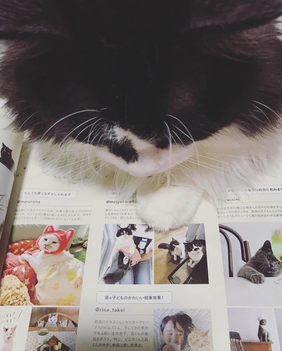 もじゃころさんのインスタグラム写真 - (もじゃころInstagram)「なるほど、これがあの菅田将暉か…。まさか犬だったとは…🐶  #リンネル11月号  #ちょっとだけ載ってます  #坂東玉隠しシャシャ丸  #チョッチュ具志コロペッペ  #バングシー」9月17日 19時26分 - mojyacoro96