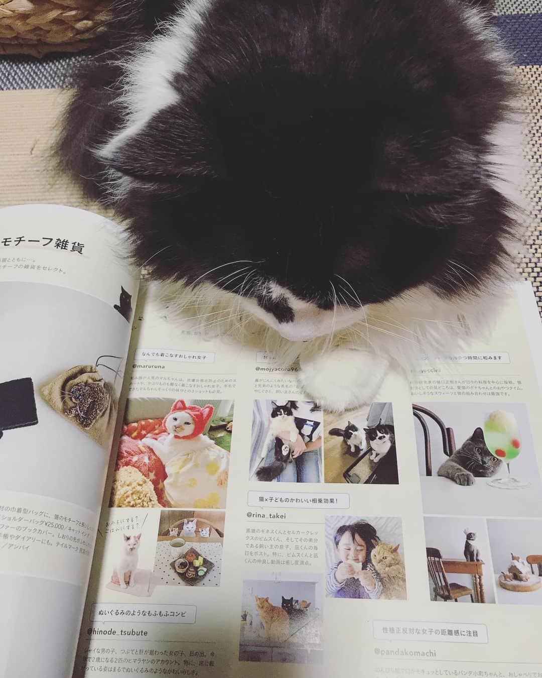 もじゃころさんのインスタグラム写真 - (もじゃころInstagram)「なるほど、これがあの菅田将暉か…。まさか犬だったとは…🐶  #リンネル11月号  #ちょっとだけ載ってます  #坂東玉隠しシャシャ丸  #チョッチュ具志コロペッペ  #バングシー」9月17日 19時26分 - mojyacoro96