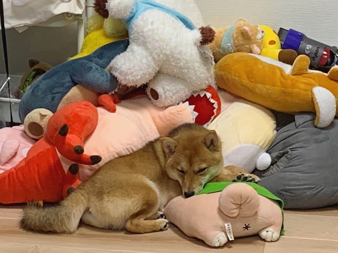 環奈（長沢菜々香の飼い犬）のインスタグラム：「ぬいぐるみ ？  . . . .  #豆柴#柴犬#日本犬#黒柴#黒豆柴#まめしば#しばいぬ#しば#しばすたぐらむ #こいぬ #柴  #ここ柴部#柴子犬 #shibalove #mameshiba #kuroshiba #shibainu #shiba #shibadog #shibastagram #shibastyle」