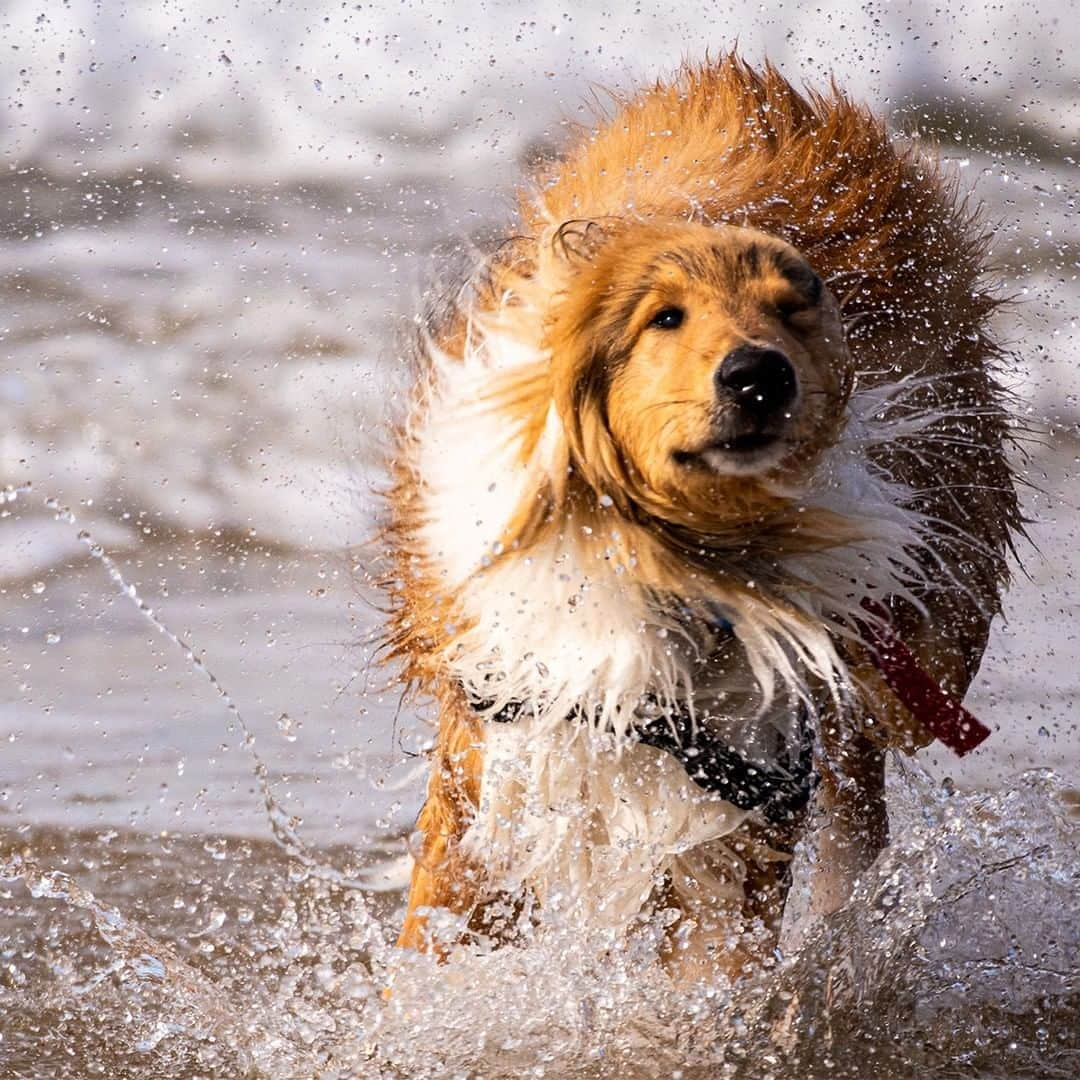 Nikon Australiaさんのインスタグラム写真 - (Nikon AustraliaInstagram)「We're excited to announce that @mattlovestea's paw-fect portrait of Spencer has been selected as the winning image for our World Photography Day - Pet Photography competition. Our winning entry was selected by award-winning Wildlife Photographer, @charlesdavisphotography:   "I really get the feeling of being there and I love that the spray is taking up the whole image while the dog's eye is still sharp and watching."   As the winner, Matthew will have the invaluable opportunity to learn from Charles in a one-on-one online session.   We loved seeing all your pet portraits and can't wait to see what next year's World Photography Day brings.   Camera: D5600 Lens: AF-S NIKKOR 200-500mm f/5.6E ED VR Settings: f/5.6  1/2000s  ISO 250   #Nikon #MyNikonLife #NikonAustralia #WorldPhotographyDay #NikonWPD #PetPhotography #D5600」9月17日 14時30分 - nikonaustralia