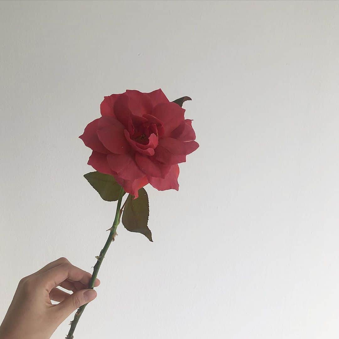 플로리스트 이주연 florist Lee Ju Yeonさんのインスタグラム写真 - (플로리스트 이주연 florist Lee Ju YeonInstagram)「. . 매력적인 블랙티 로즈 🖤 . . 订花 WeChat ID vaness_flower 페이팔 결제 가능  클래스상시모집 당일꽃주문가능 . #수업문의 #주문예약 #lesson #Order  Katalk ID vaness52 WeChat ID vaness_flower E-mail vanessflower@naver.com . 서초구 양재천로 123 5층 📞02-545-6813 . #vanessflower #florist #flowershop #handtied #flowerlesson #花束 #바네스플라워 #플로리스트 #꽃다발 #부케 #플로리스트학원 #플라워레슨 #양재동꽃집 #양재역꽃집 #꽃다발주문 #꽃수업 #꽃주문  #대관 #공간대여 #스튜디오대관 #자연광스튜디오 #자연광스튜디오대관 #스튜디오」9月17日 15時01分 - vanessflower