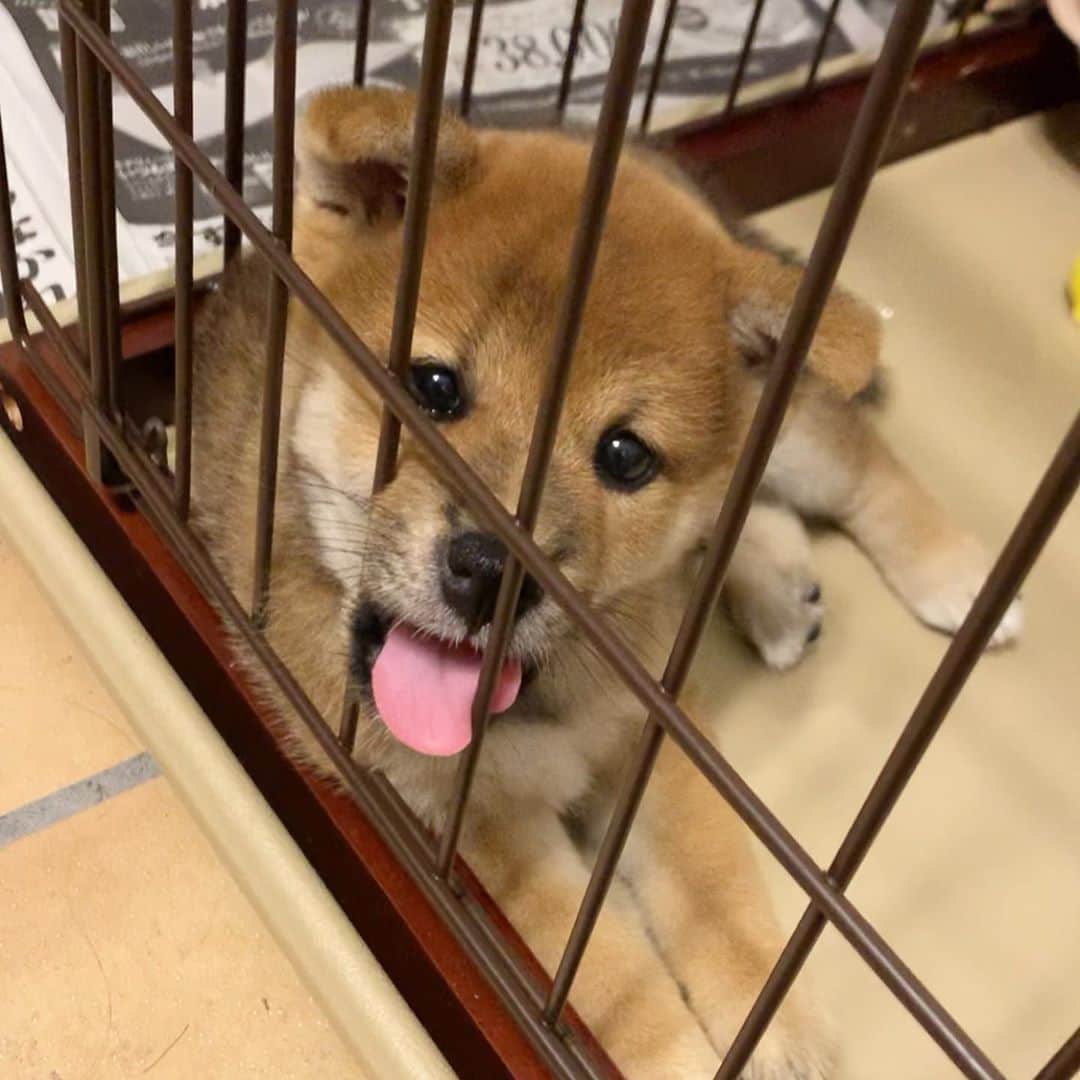 毛利佳納子さんのインスタグラム写真 - (毛利佳納子Instagram)「♔.ﾟ 実家で、柴犬ちゃんを飼い始めました！ 七夕生まれの｢もも｣ちゃん。 可愛くてたまりませぬ、、🥺😭🤤💘💘 これからばんばん登場させますよー！！ よろしくね🍑💓 . . #柴犬 #柴犬のいる暮らし #犬  #犬のいる暮らし #犬バカ部  #犬好きな人と繋がりたい #子犬」9月17日 15時26分 - kanako_mouri