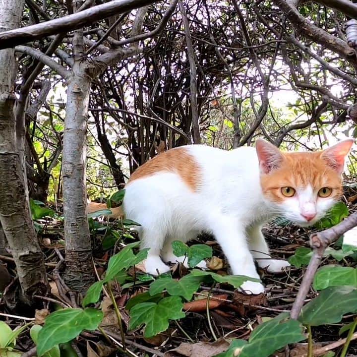感動猫動画のインスタグラム
