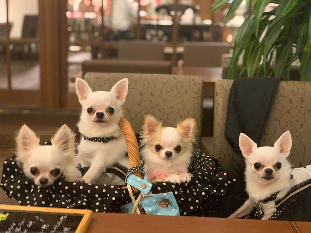 tetoyanyanさんのインスタグラム写真 - (tetoyanyanInstagram)「Cute friends﻿ ﻿ #チワワ#dogstagram#petstagram#petoftheday#instachihuahua#chihuahuaofinstagram#chihuahualove#chihuahualover#chihuahua#chihuahuas#ちわわ#チワワ#ロングコートチワワ#igersjp#イヌスタグラム#dogfashion#onlychihuahuas#chihuahualife#chihuahuafanatics#puppystagram#cutepetclub#igcutest_animals#ふわもこ部」9月17日 15時52分 - tetoyanyan