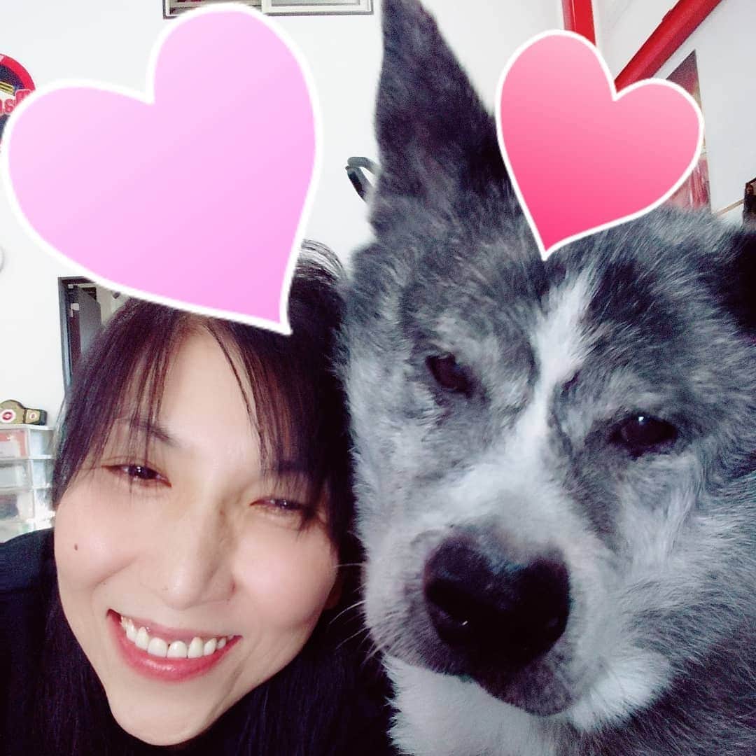 KAORUさんのインスタグラム写真 - (KAORUInstagram)「春馬、おっとこまえーU^ェ^U  #Marvelouspro #秋田犬 #春馬 #ツーショットチャレンジ #成功」9月17日 16時38分 - yukisaku_88