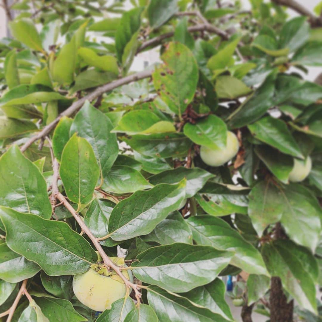 山本真由美さんのインスタグラム写真 - (山本真由美Instagram)「. . 最近お引越し📦しました。 とはいっても、☺️ シマトネリコとオリーブ。 お庭の、柿。🍃 . . やっと落ち着いてきた。 ここで越冬するぞ！ . . #botanical #garden  #japan #シマトネリコ　 #オリーブ #olive #architecture  #rooftop #moving #design #life  #fall #winter #fruits #camera  #likeforfollow #green #nature」9月17日 17時32分 - mayumi_yamamoto.official