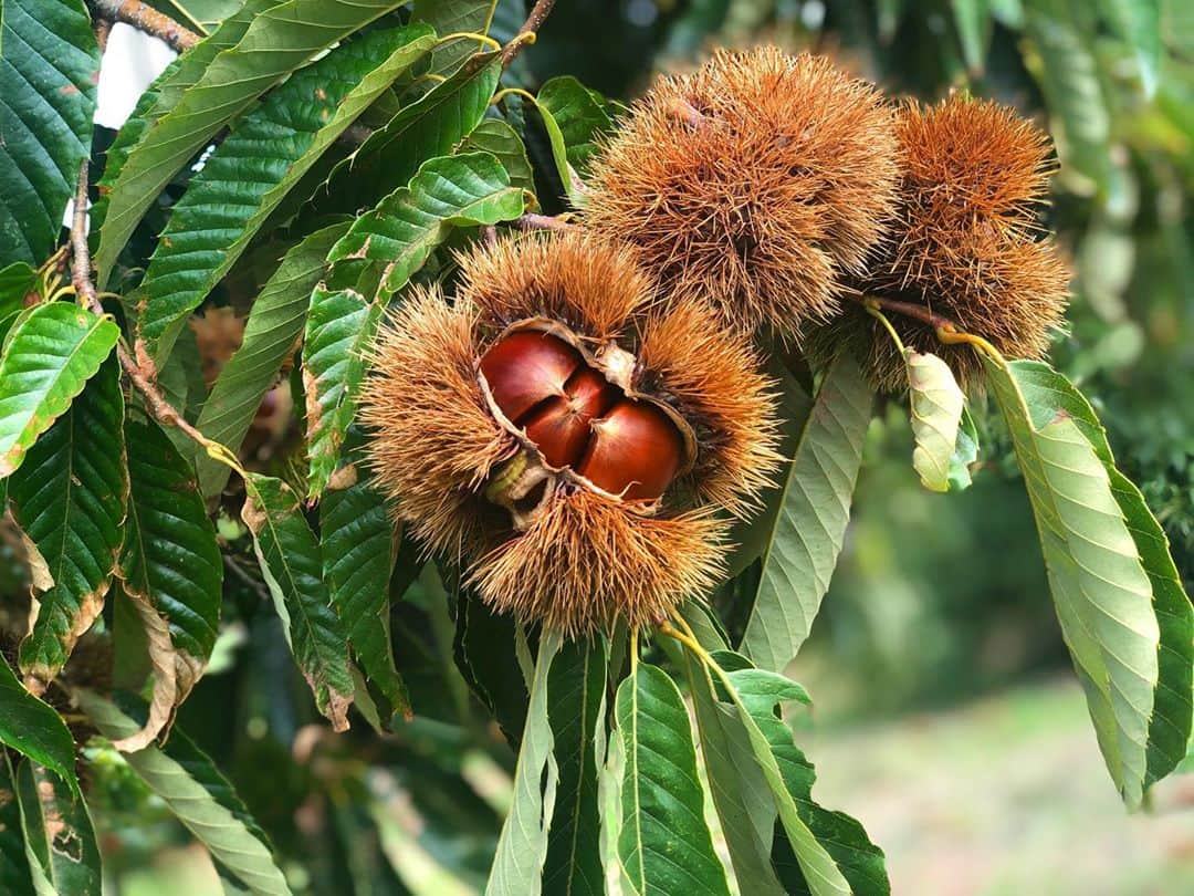 松田愛里のグルメインスタ