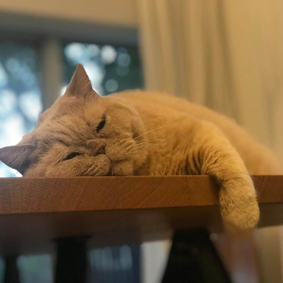 濱中鮎子さんのインスタグラム写真 - (濱中鮎子Instagram)「ぐでたま  #cat #ネコ #小心者の親分 #チャイ坊 #チャイ #chai #britishshorthair #ブリティッシュショートヘア #クラッシュフェイス #ぶチャイく #愛の交歓   #ぐでたま」9月17日 20時17分 - ayukohamanaka