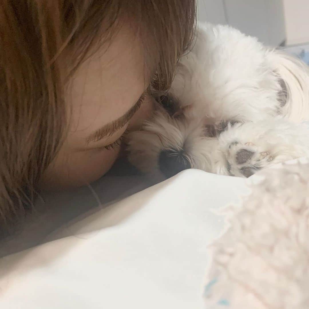 山田寿々のインスタグラム：「昨日諭吉とテレビ電話した📞ぺろい #犬 #dog #🐶」