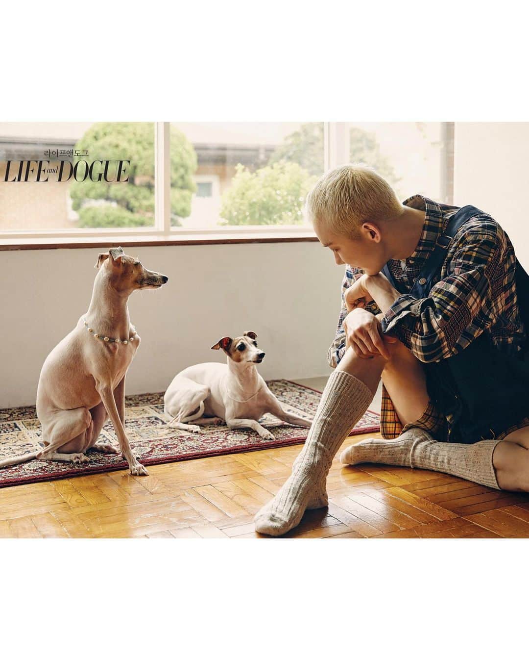 チョ・グォン さんのインスタグラム写真 - (チョ・グォン Instagram)「@lifeanddogue_  September 🍂 사랑하는 가가 비버와 함께 Italian Greyhound 🐶」9月17日 20時47分 - kwon_jo