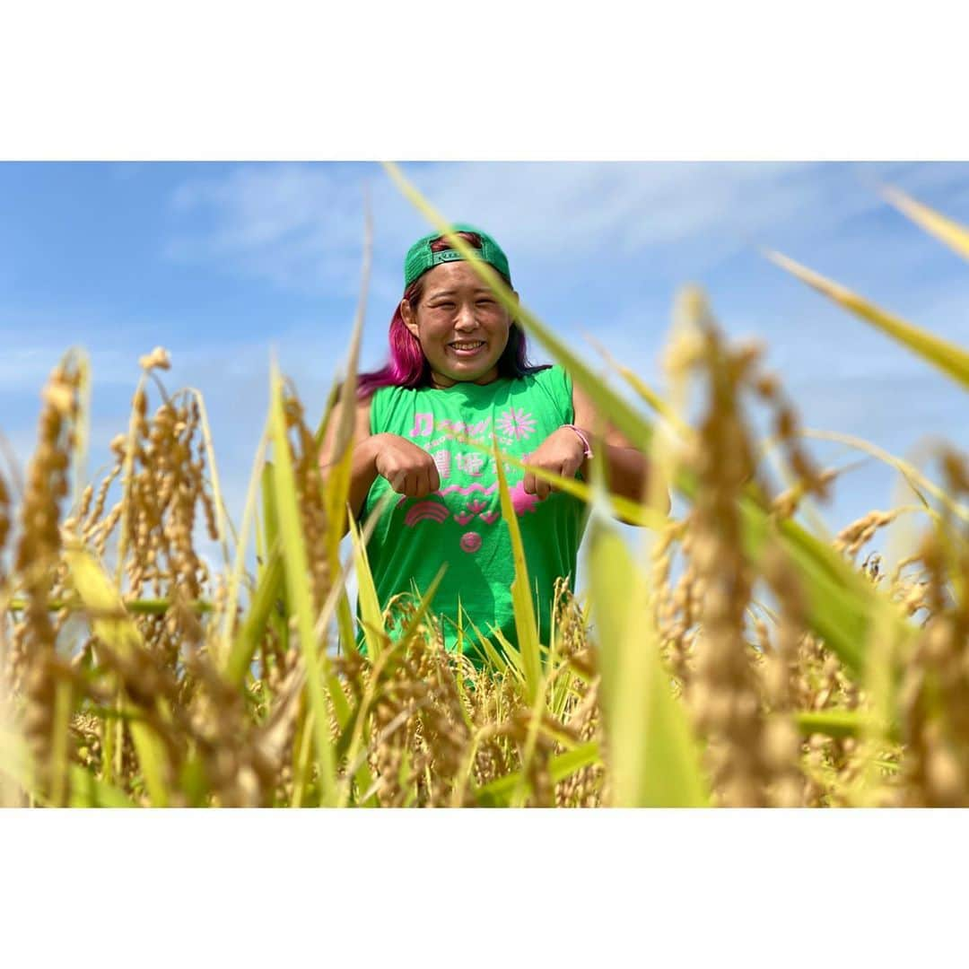 橋本千紘さんのインスタグラム写真 - (橋本千紘Instagram)「農姫米稲刈り🌾🌾🌾﻿ ﻿ 農業はやっぱり最高です😊﻿ ﻿ #仙女  #センダイガールズプロレスリング #sendaigirlspro  #女子プロレス #プロレス #prowrestling #prowrestler #筋肉女子 #ぎゅん #道場 #training #warmingup #muscle #musclegirls #農業 #稲刈り #お米作り #農姫米 #稲刈り #農業女子」9月17日 20時56分 - chihero71