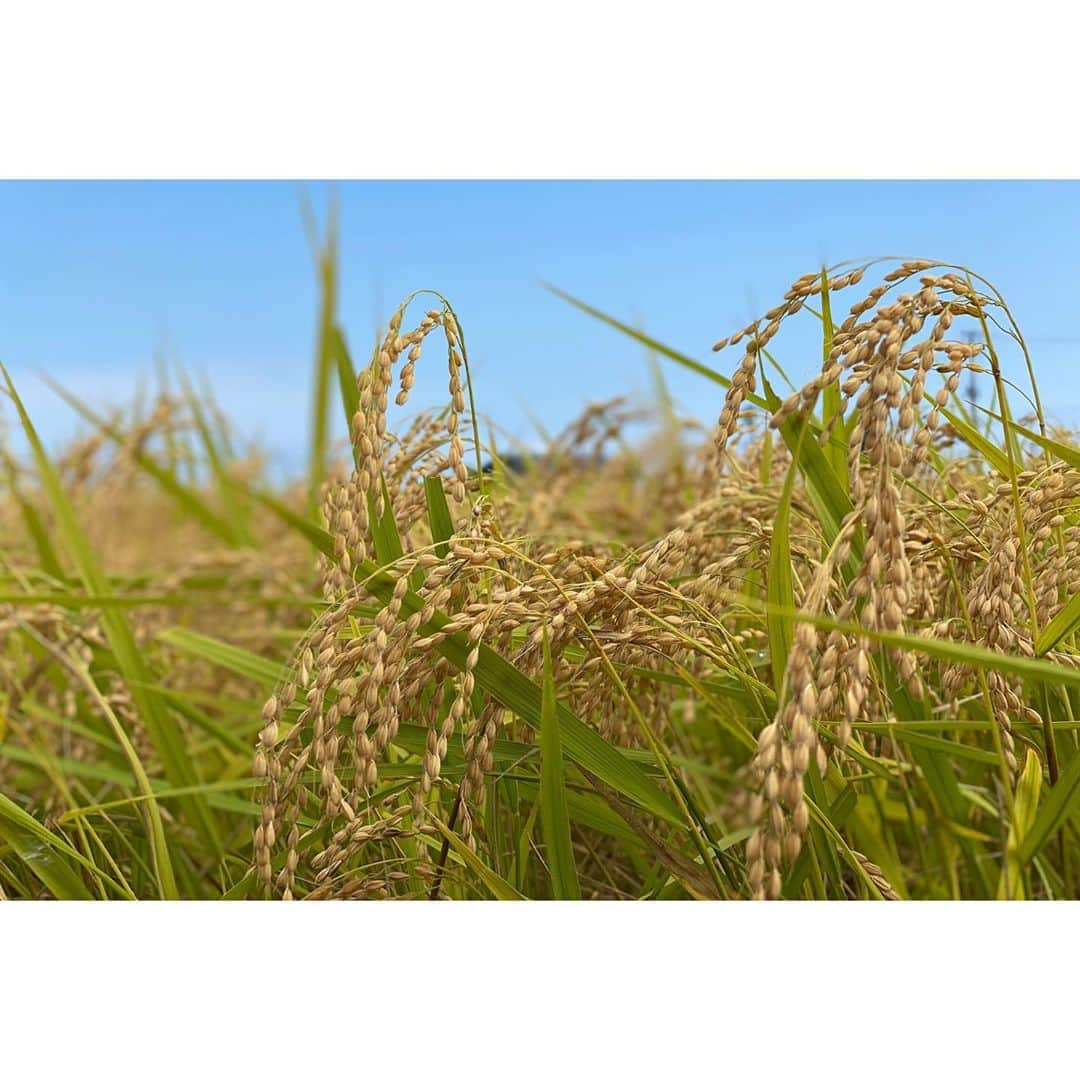 橋本千紘さんのインスタグラム写真 - (橋本千紘Instagram)「農姫米稲刈り🌾🌾🌾﻿ ﻿ 農業はやっぱり最高です😊﻿ ﻿ #仙女  #センダイガールズプロレスリング #sendaigirlspro  #女子プロレス #プロレス #prowrestling #prowrestler #筋肉女子 #ぎゅん #道場 #training #warmingup #muscle #musclegirls #農業 #稲刈り #お米作り #農姫米 #稲刈り #農業女子」9月17日 20時56分 - chihero71