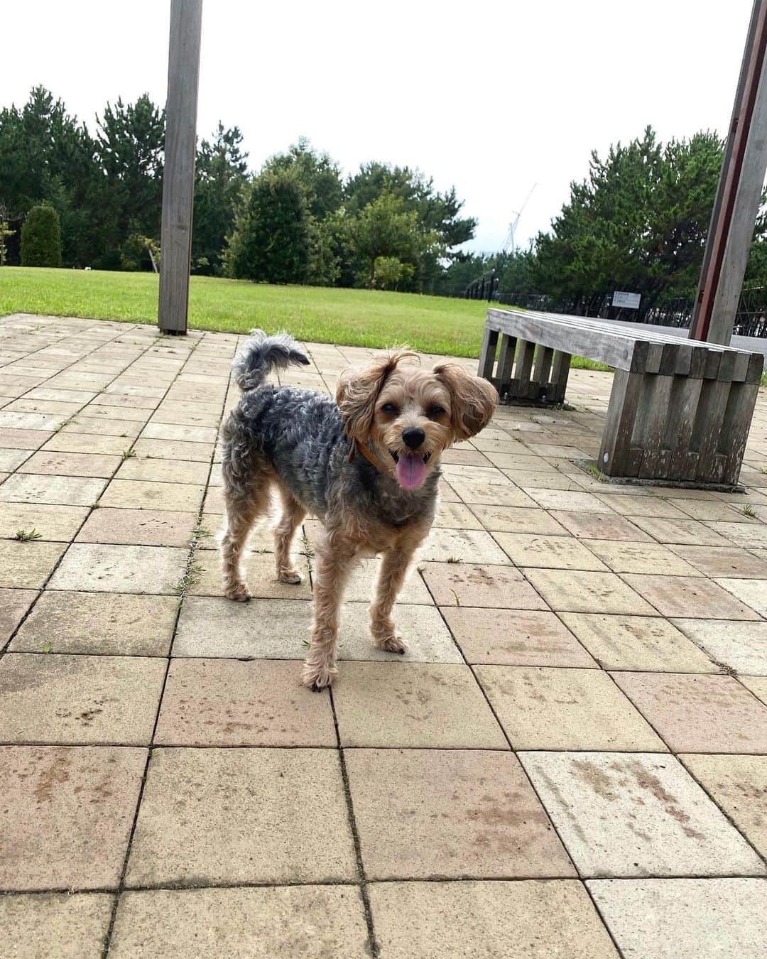 恵里花のインスタグラム：「この笑顔がたまらん🥺❤️﻿ ﻿ @kanontheyorkiepoo  #kanonpics﻿ #dogstagram」
