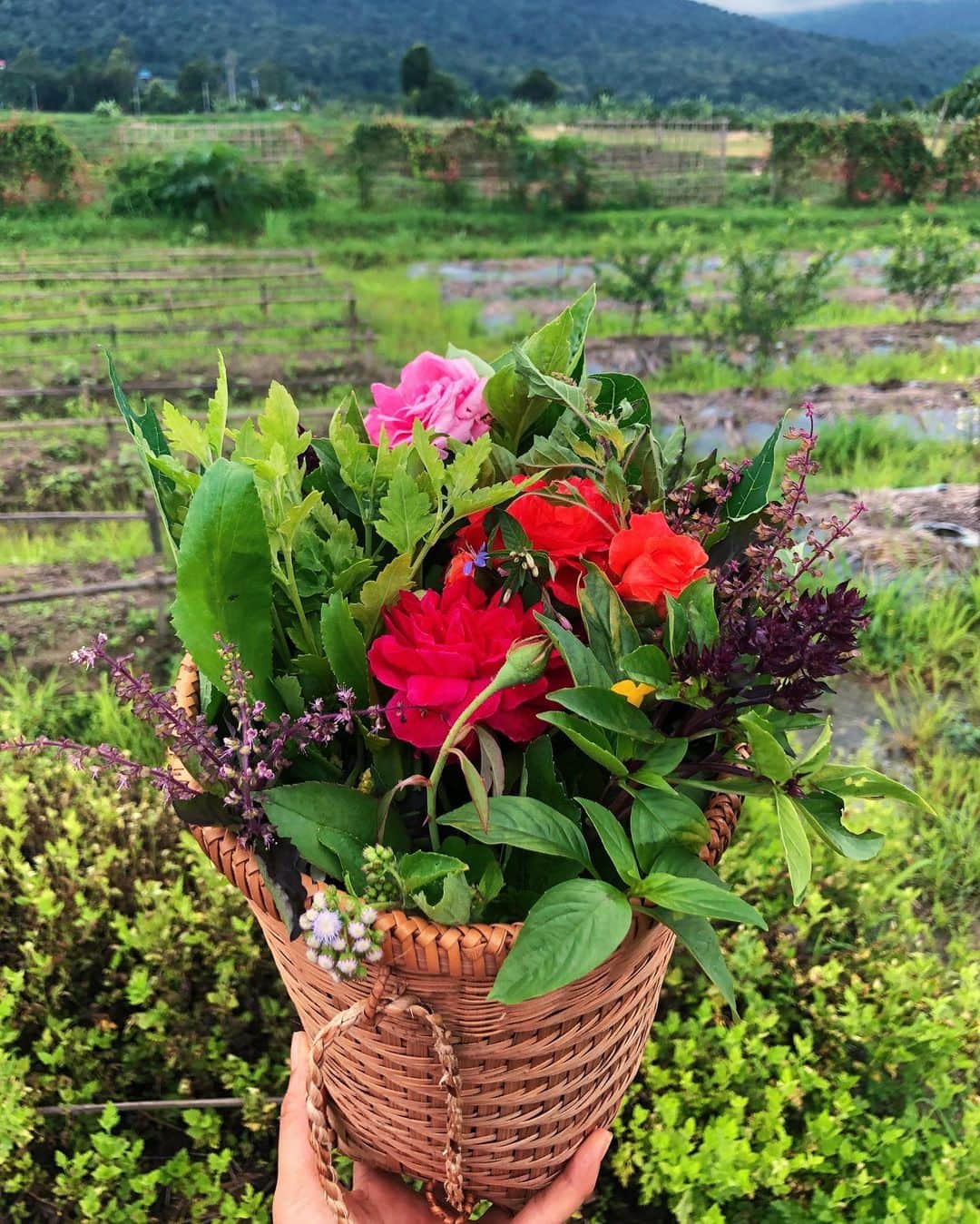 Amata Chittaseneeさんのインスタグラム写真 - (Amata ChittaseneeInstagram)「Edible herb flowers, greens and other food stuff 💐 ดอกไม้ของสมุนไพร #สายเขียว  #chiangdaoclassroom #pearypiesmileycamp #pearypiegoesgreen」9月17日 21時15分 - pearypie