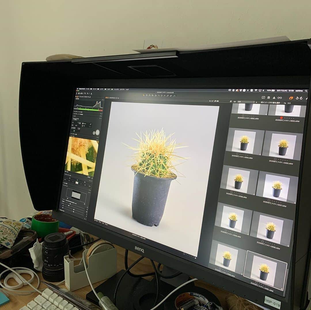 LOVEGREEN -植物と暮らしを豊かに。さんのインスタグラム写真 - (LOVEGREEN -植物と暮らしを豊かに。Instagram)「🌵サボテン入荷中🌵 明日LOVEGREEN STOREにアップ予定です！ 楽しみにお待ちください . 本日の撮影の様子をどうぞ📸 . #ferocactus #cactus #succulent #cacti #plants #gardening #balcony #flowers #フェロカクタス #サボテン #エキノカクタス #般若 #多肉植物 #ガーデニング #花のある暮らし #植物のある暮らし #テクノカクタスクラブ #白金台カクタスクラブ」9月17日 21時10分 - lovegreen_official