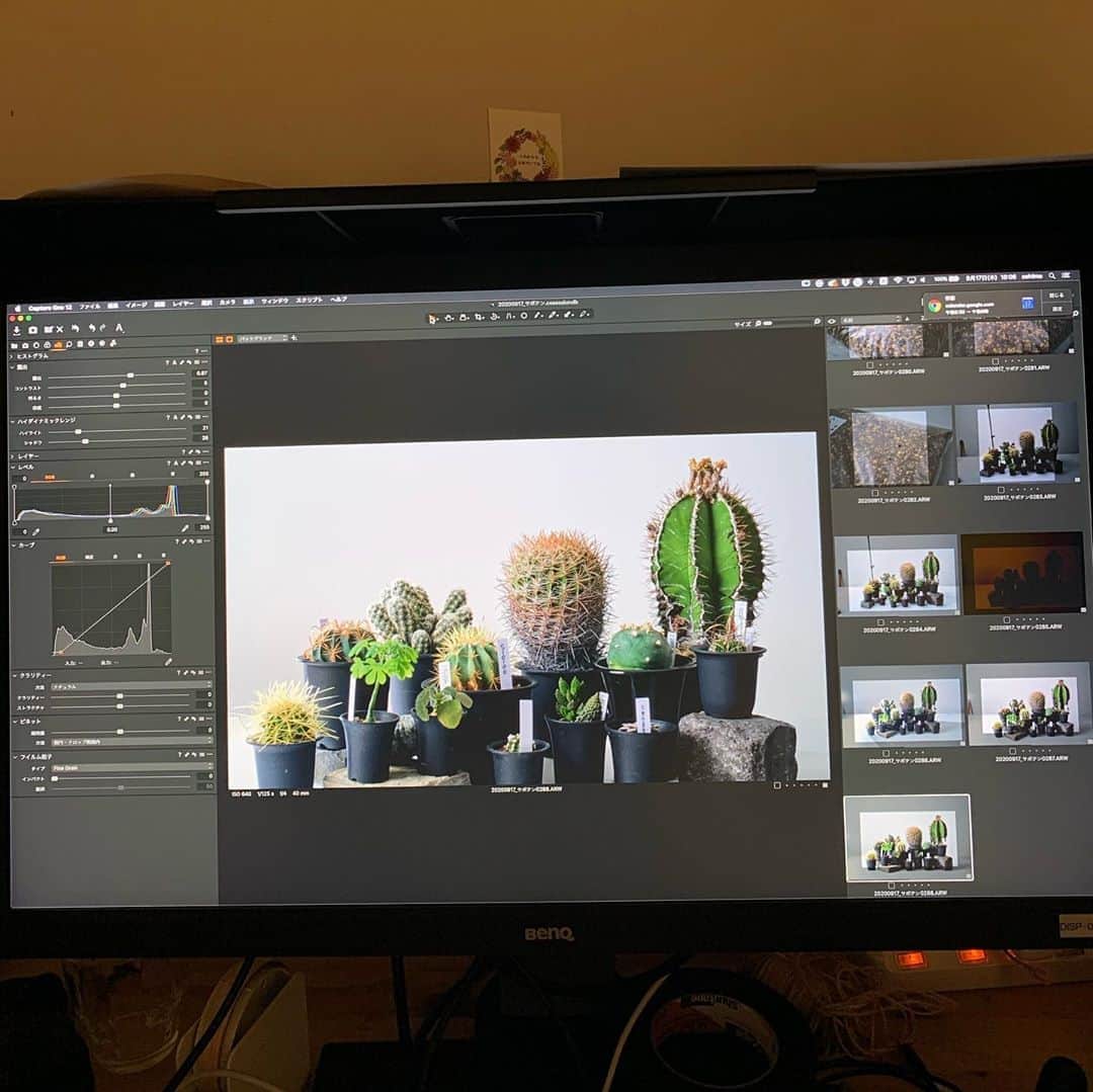 LOVEGREEN -植物と暮らしを豊かに。さんのインスタグラム写真 - (LOVEGREEN -植物と暮らしを豊かに。Instagram)「🌵サボテン入荷中🌵 明日LOVEGREEN STOREにアップ予定です！ 楽しみにお待ちください . 本日の撮影の様子をどうぞ📸 . #ferocactus #cactus #succulent #cacti #plants #gardening #balcony #flowers #フェロカクタス #サボテン #エキノカクタス #般若 #多肉植物 #ガーデニング #花のある暮らし #植物のある暮らし #テクノカクタスクラブ #白金台カクタスクラブ」9月17日 21時10分 - lovegreen_official