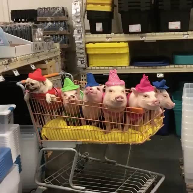 のインスタグラム：「Looking for a supply box big enough for these JUMBO crayons!🛒🐷🐶🖍#tbt #backtoschoolshopping #PigtailRed #Prissypigpink #Popiwinkleblue #Greenisthenewpink #PiggyPennblue #PrissyandPop」