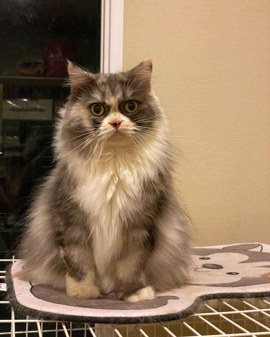 Haruのインスタグラム：「Hi, there! I’m Duchess. Nice to meet you. 😘 #ชื่อเล่นในวงการ #ชื่อยายยายค่ะ @nunestito」