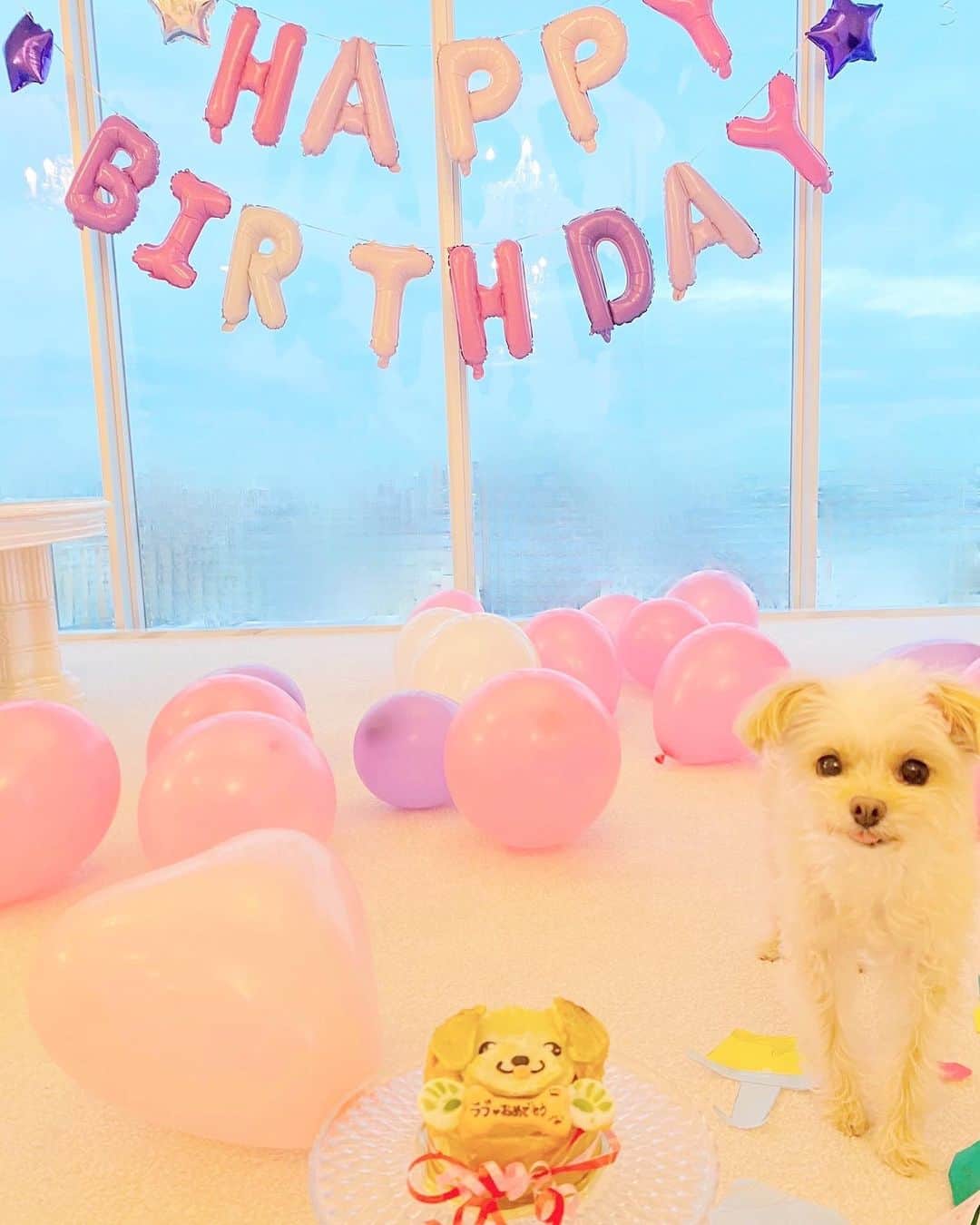 寿リリカさんのインスタグラム写真 - (寿リリカInstagram)「♡ 愛しの🐶Loveちゃん🐶💕 10さいのおたんじょうび🎂🎉 おめでとう💓💗💓💗💓💗 ♡ #チワプー #10さい🐶 #9月17日生まれ #お誕生日犬 #お誕生日会 #バースデー #dogstagram #happybirthday #birthdayparty #birthdaydog」9月17日 21時37分 - ririkakotobuki