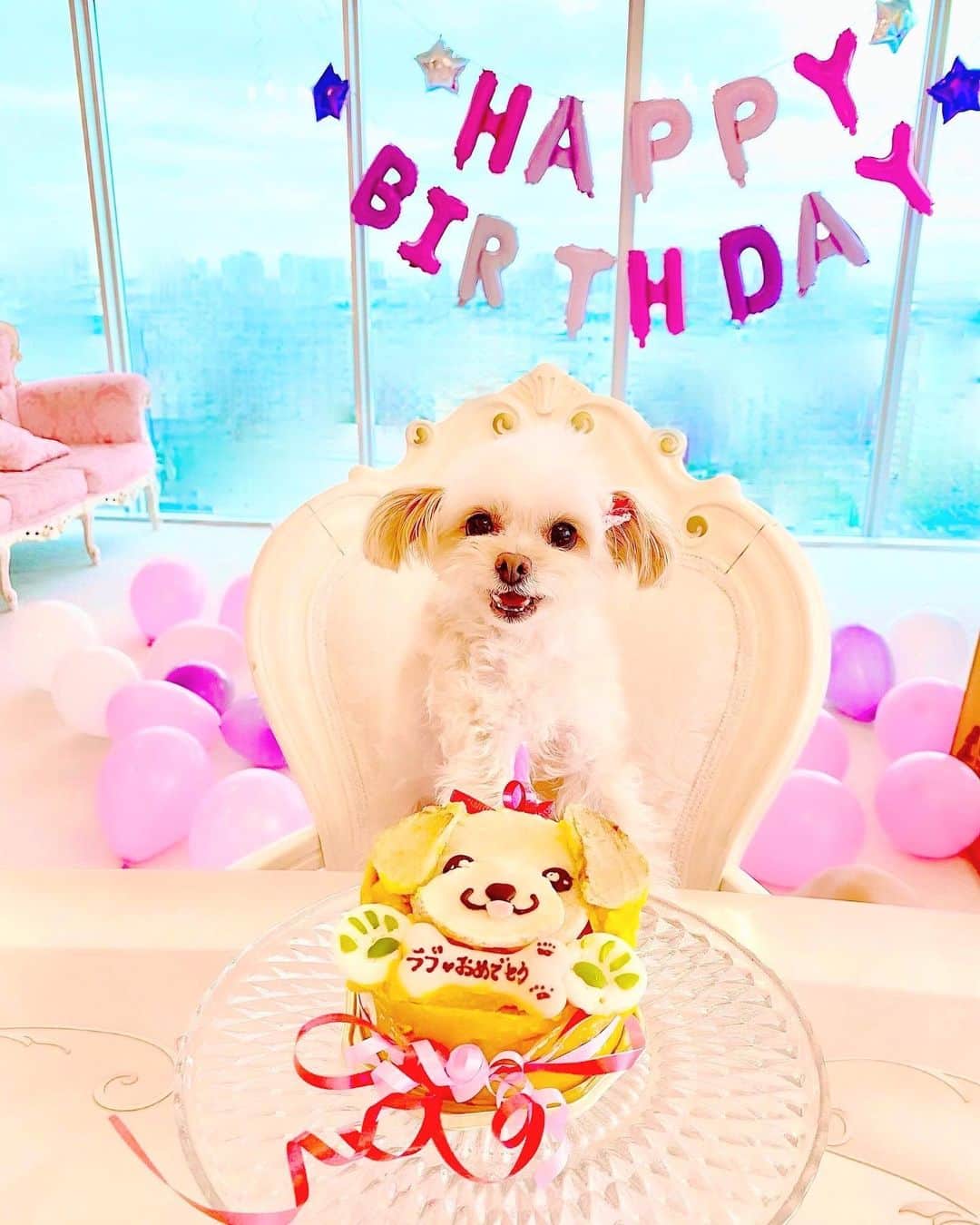 寿リリカさんのインスタグラム写真 - (寿リリカInstagram)「♡ 愛しの🐶Loveちゃん🐶💕 10さいのおたんじょうび🎂🎉 おめでとう💓💗💓💗💓💗 ♡ #チワプー #10さい🐶 #9月17日生まれ #お誕生日犬 #お誕生日会 #バースデー #dogstagram #happybirthday #birthdayparty #birthdaydog」9月17日 21時37分 - ririkakotobuki
