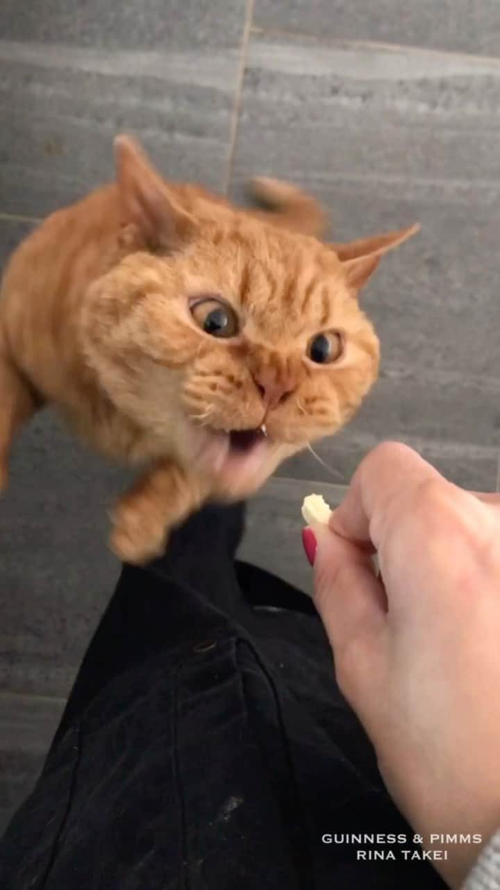 のインスタグラム：「17/09/2020 Happy Thursday! ・ First challenge with Instagram's Reel function. I've tried to marry the Japanese nursery rhyme called "Song of Hunger" with greedy Pimm's wanting snacks. Have a good day everyone! ・ ・ 暫く投稿していない間に 新しい機能が増えていたので ピム丸のおやつ欲しがるパックマン動画と、 はいだしょうこさんが歌う『おなかのへるうた』を合わせてみました。笑 いっぱい食べてるし そんなにお腹空いてるはずないんだけどな…なんでピム丸はこんなに常に食いしん坊なんだろうか。」