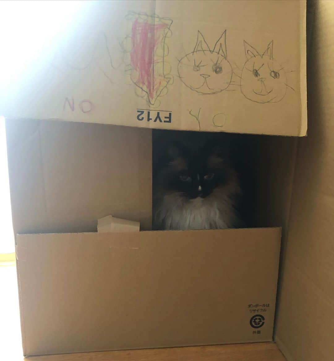 依布サラサさんのインスタグラム写真 - (依布サラサInstagram)「以前ご紹介した、サラミニ作の キャットハウスは使われています🙏 窓みたいなとこから外の世界を見られてます🙏 #cathouse #猫の家　#ねこのいえ　#猫　#ねこ　#cat #cats」9月17日 21時43分 - sarasaifu