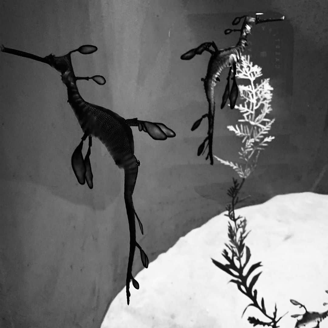 小濱なつきのインスタグラム：「Weedy sea dragon . #ウーディーシードラゴン  #トゲウオ目ヨウジウオ科」