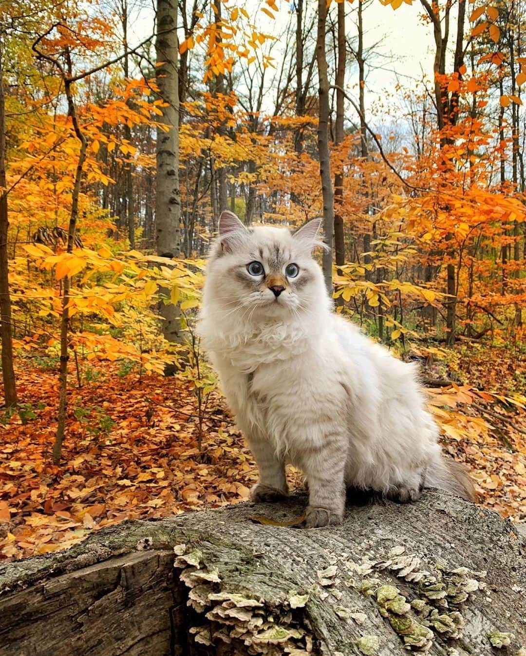 のインスタグラム：「Fall is almost here again!!⠀ ⠀ 📷@beaudacious_siberian⠀ ⠀ #meowed #beaudacioussiberian #adventurecat #siberiancat」