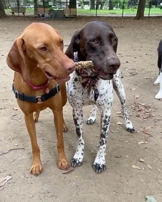 The Critter Havenのインスタグラム：「That’s mine Video by @petuniapickles_gsp  #TheCritterHaven」