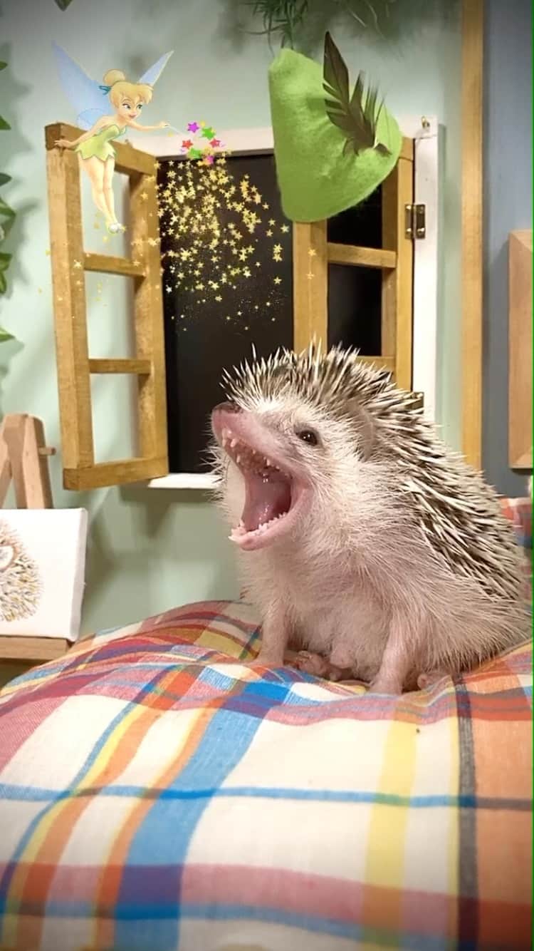 ダーシーのインスタグラム：「Peter Pan is so sleepy😂🧚‍♀️✨」