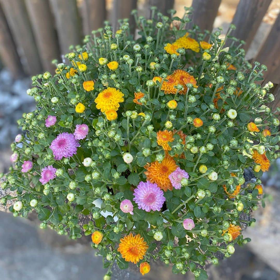 祥吉のグルメインスタ