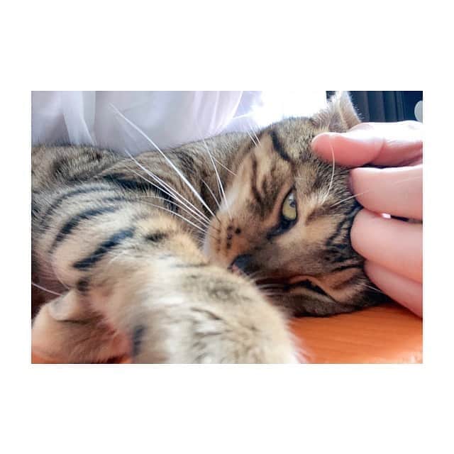 中島ヨシキさんのインスタグラム写真 - (中島ヨシキInstagram)「ストレッチしてても寄ってくる。 #てとらbot #9月はまいにちてとらbot #ベンガル #猫」9月17日 23時15分 - yoshiki_n_626