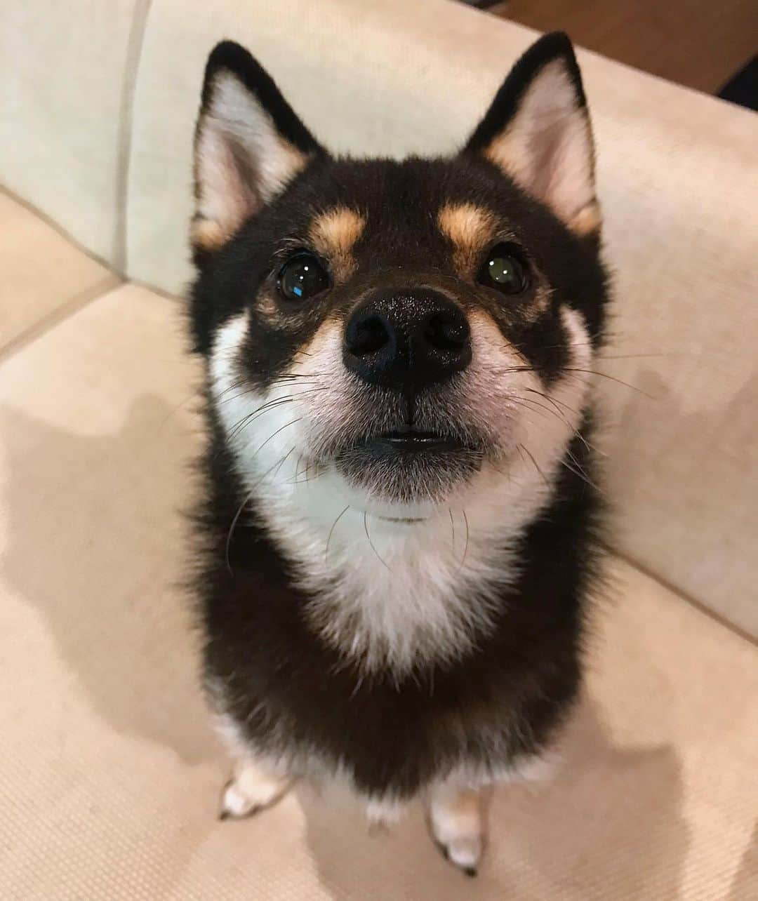 まめ丸のインスタグラム：「* * その手にもっている… チーズ🧀を… すこしだけ… ぼくにください🐶💓 * * #冷蔵庫からだすところから #みていました * #柴犬#豆柴#柴#黒柴#犬#しばいぬ#shiba#shibainu#shibastagram#shibadog#ig_japan#ig_dogphoto#puppy#instadog#dogstagram#dog#petstagram#pet#강아지#dailyfluff#weeklyfluff#いぬのきもち#いぬのきもち部」